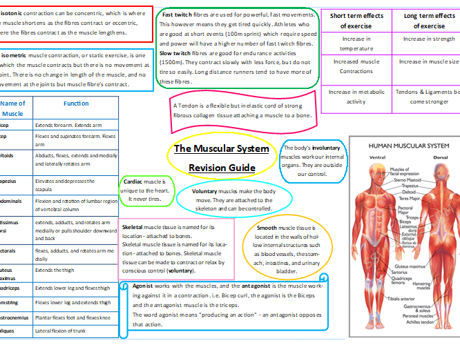 GCSE PE Revision guide