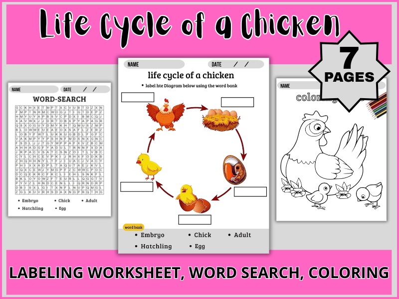 Life Cycle of a Chicken Worksheet: Label, Word Search & Coloring Page