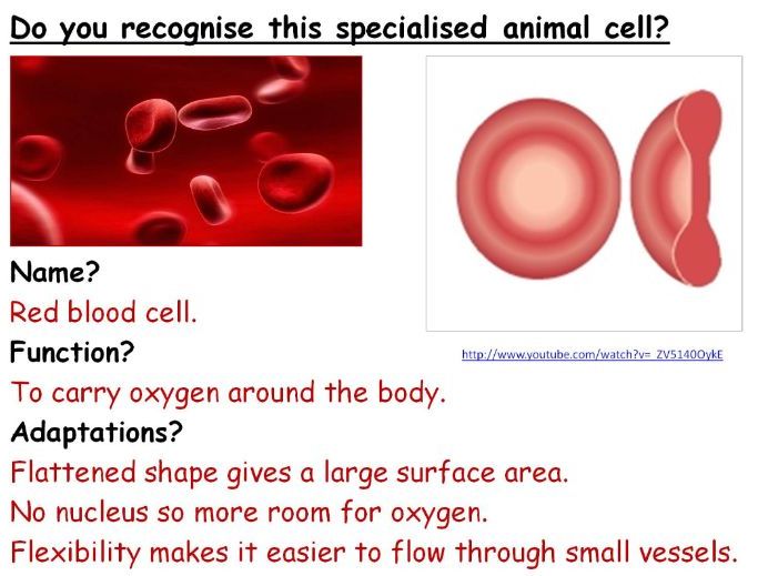 Wait blood. White Blood Cells. Specialized animal Cells. Hemoglobin, erythrocytes and leukocytes. Give three adaptations of a Red Blood Cell..