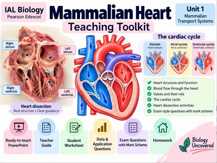 IAL Biology | Mammalian Heart Toolkit