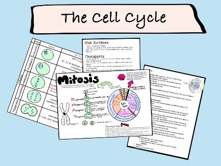 A Level Biology - The Cell Cycle