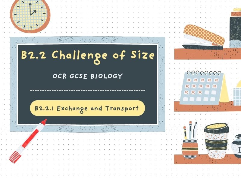 Exchange and Transport - OCR GCSE Biology - B2.2.1