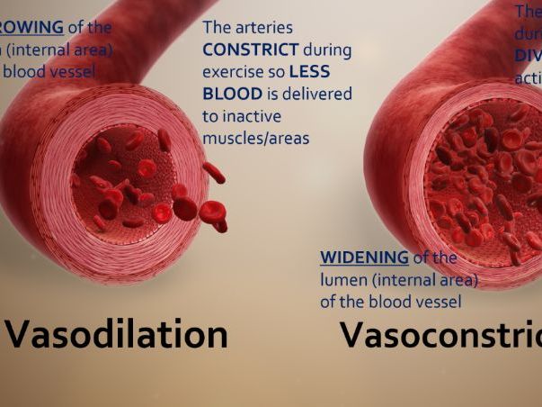 GCSE PE Cardiovascular System
