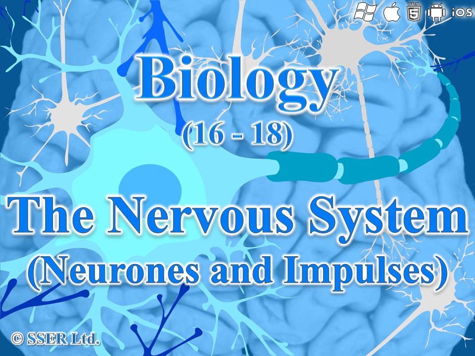 BioA_3.6.2.1 Neurones and Impulses