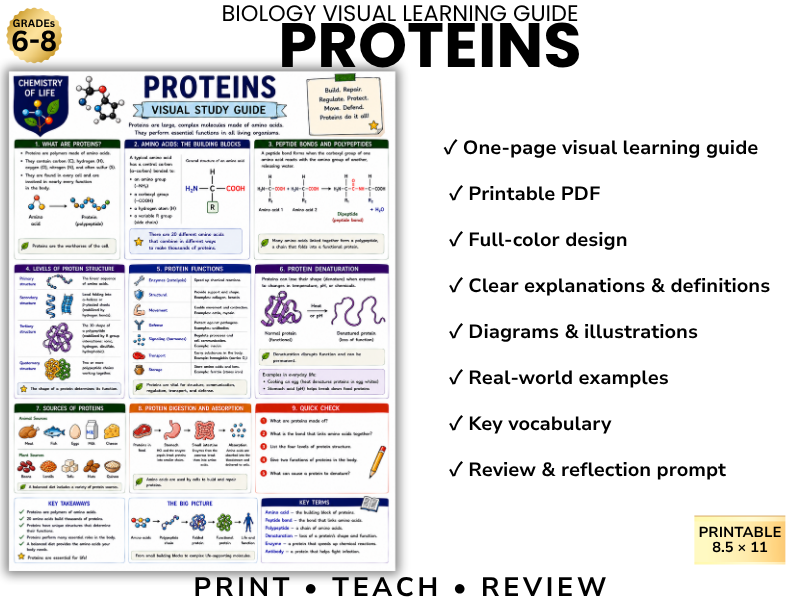 PROTEINS Biology Visual Learning Guide | Grade 8 & Middle School Science