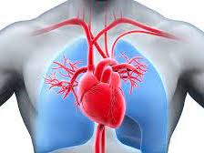 BTEC Level 2 Sport Unit 7 Cardiovascular System Revision Book