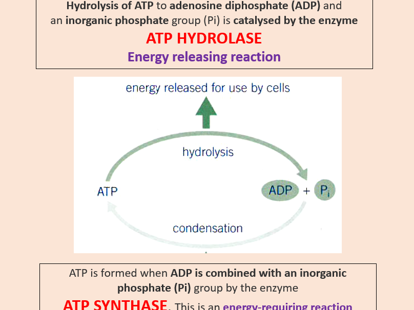 AQA A level Biology Topic 1. ATP (3.1.6)