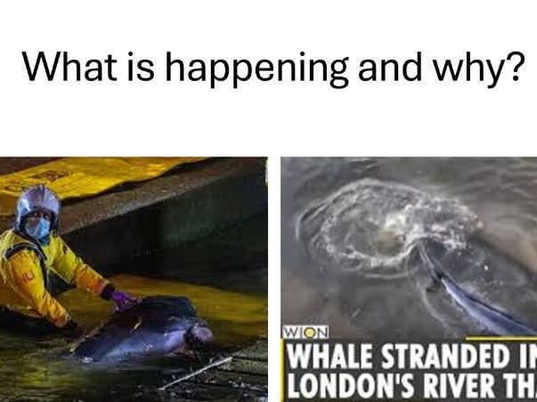 CIE First Language English activities