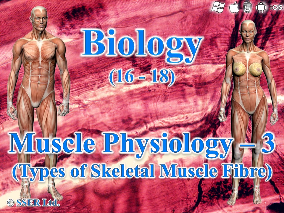 BioA_3.6.3 Muscle Physiology 3 - Types of Muscle Fibres