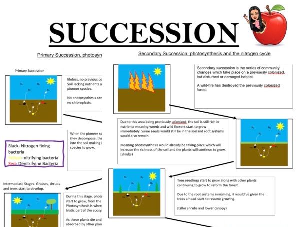 Succession Flow Diagram