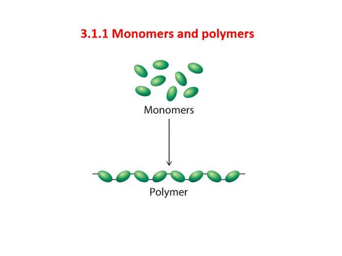 FREE! AQA AS / A Level Biology Unit 1.1 Monomers and Polymers FREE