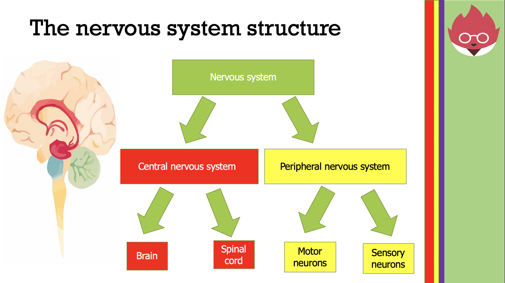 AQA GCSE Biology The Human Nervous System Teaching Resources