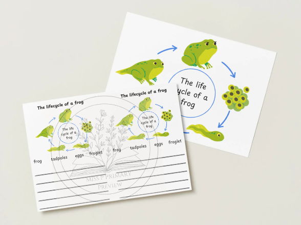 Life cycle of a Frog Activity Pack