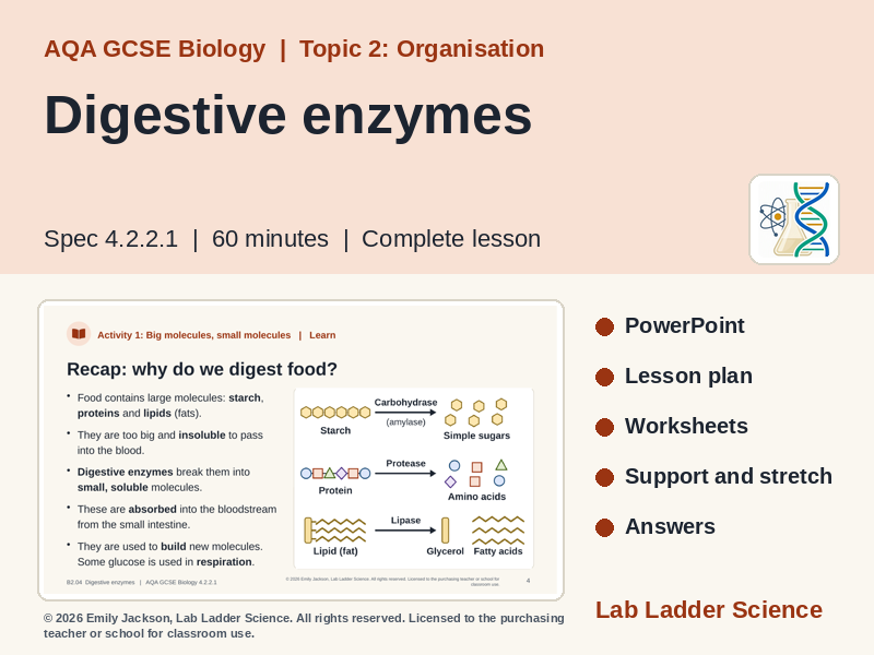 B2-04 Digestive Enzymes & Bile: AQA GCSE Biology