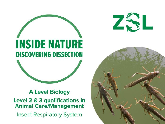 A Level & T Level Dissection: Insect Respiratory System