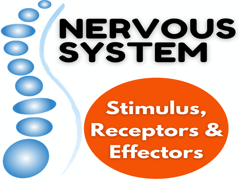 Biology Nervous System | Receptors and Stimulus - Worksheet