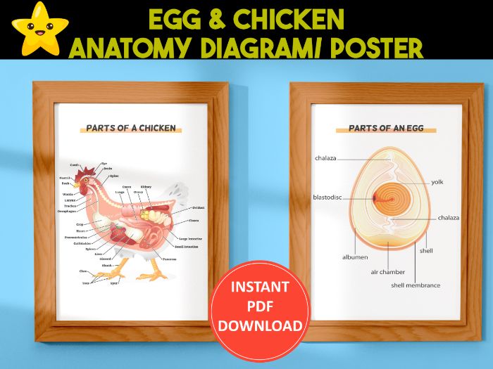 Printable Egg & Chicken Anatomy Diagram | Parts of a Chicken/Duck Egg Poster