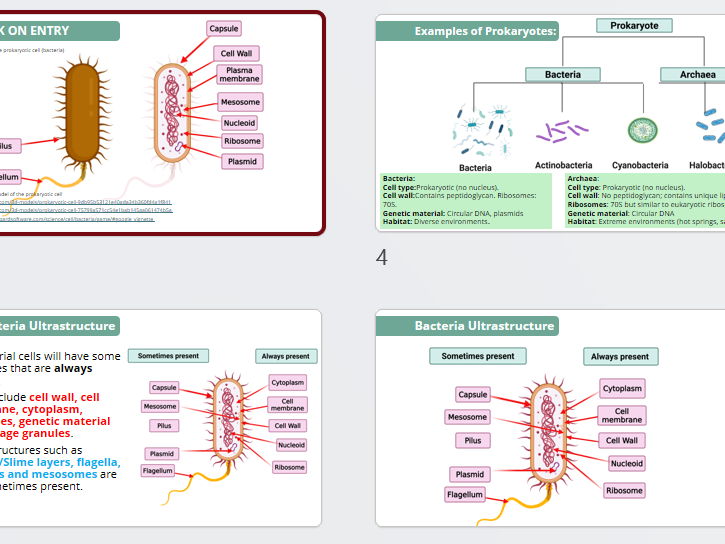 3A.4 Prokaryotic Cell  Pearson Edexcel International A Level Biology