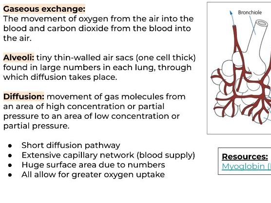 3.1.1.3 Respiratory System