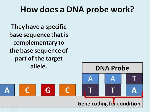 DNA Probes (A2)