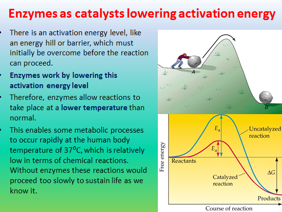 Enzyme action - AQA AS 3.1.4.2