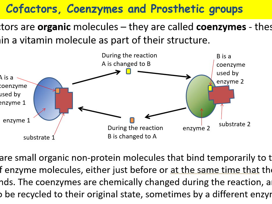 Complete A-Level Biology Lesson: Enzyme Coenzymes, Cofactors, Prosthetic groups, Poisons & Drugs (wi