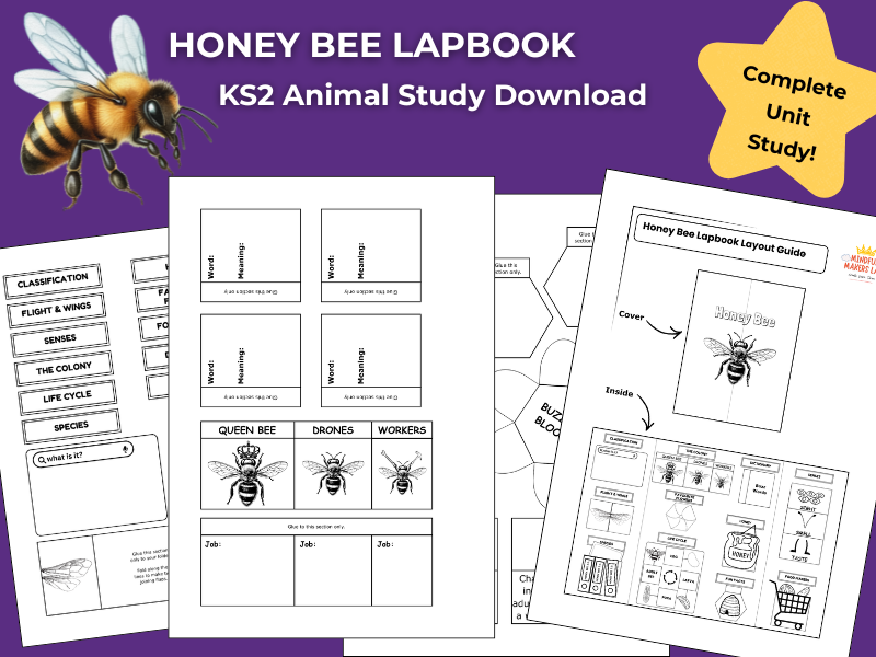 Honey Bee KS2 Animal Science Activities | Lapbook