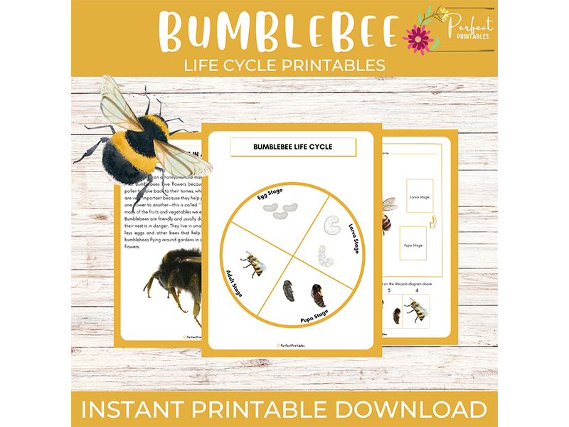 Life Cycle of a Bumblebee Worksheet Pollinator Insect Science Unit Study With Fun Facts!