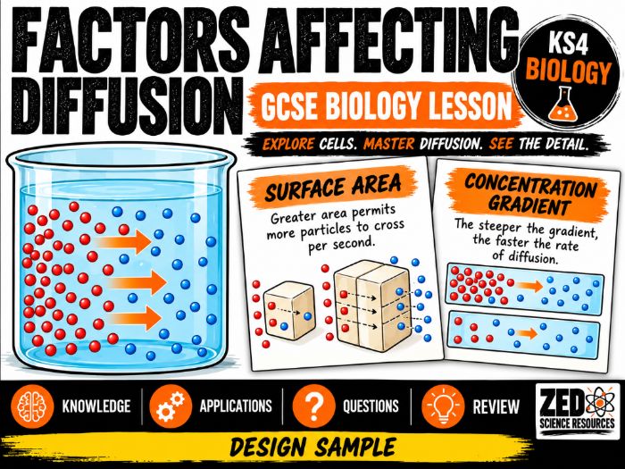 GCSE Biology: Factors Affecting Diffusion – Surface Area, Temperature and Concentration Gradient