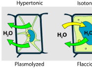 A Level Biology - Homeostasis in Plants