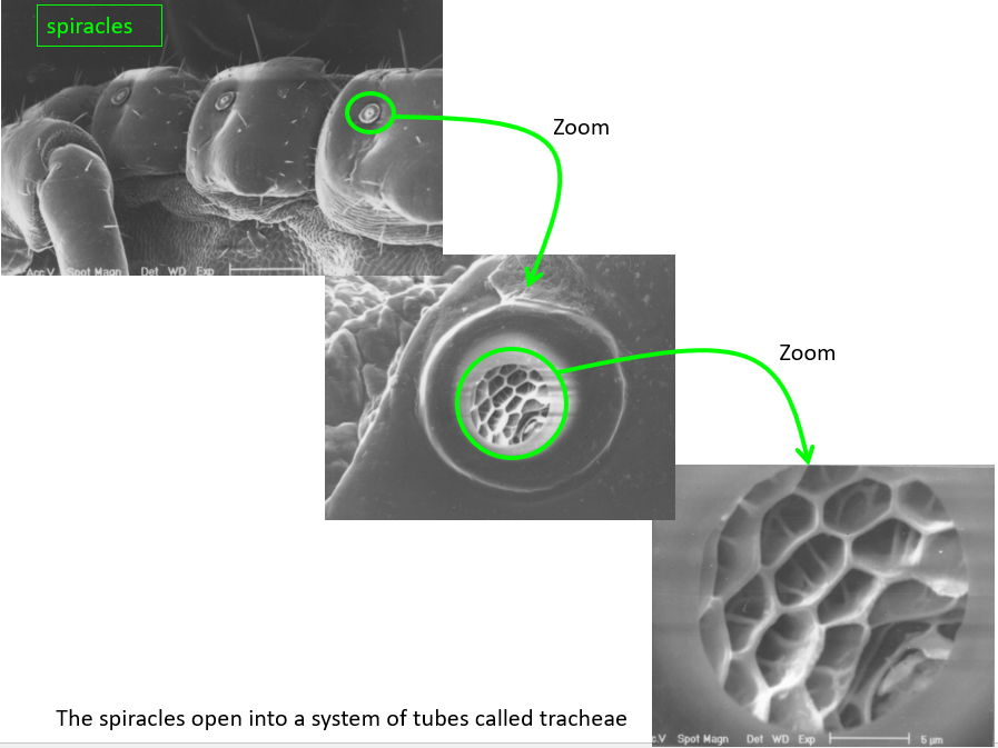 Gas Exchange and Ventilation in Insects (Complete A Level Lesson Pack)