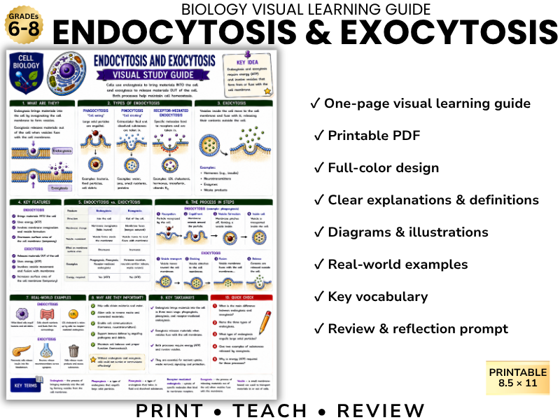 ENDOCYTOSIS & EXOCYTOSIS Biology Visual Learning Guide | Grade 8 & Middle School Science