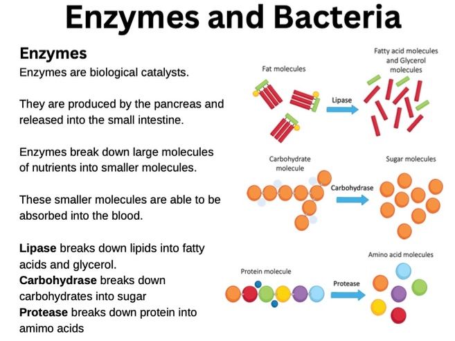 Nutrition and Digestion FULL REVISION LESSON - marketplace