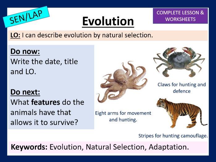 KS3 - Evolution
