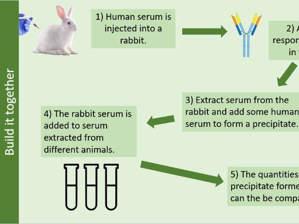 Phylogenetic Trees and Clarifying Evolutionary Relationships A Level Biology AQA (Species & Taxa)