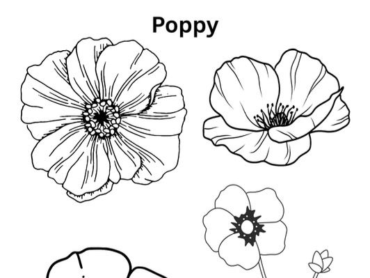 Poppy colouring and painting sheet / Rememberance day art activity /EYFS