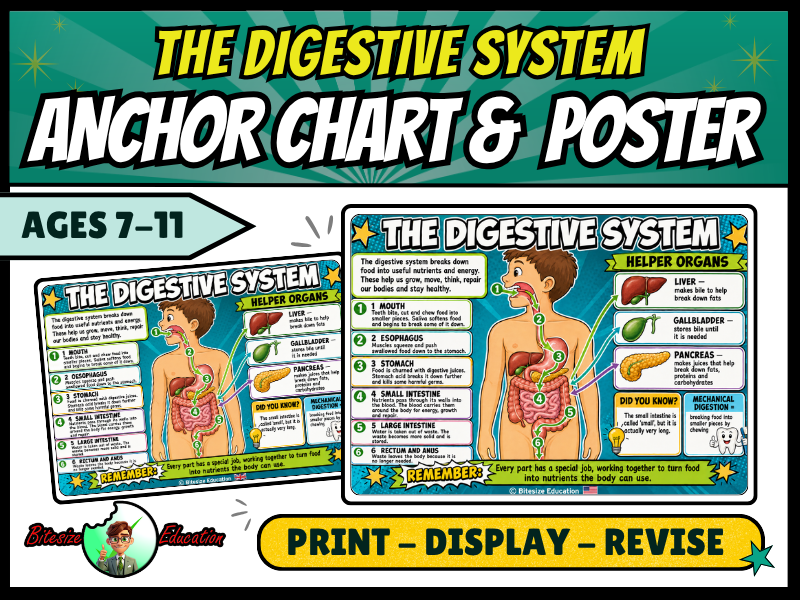 The Digestive System Poster | Human Digestion Anchor Chart | KS2 Science