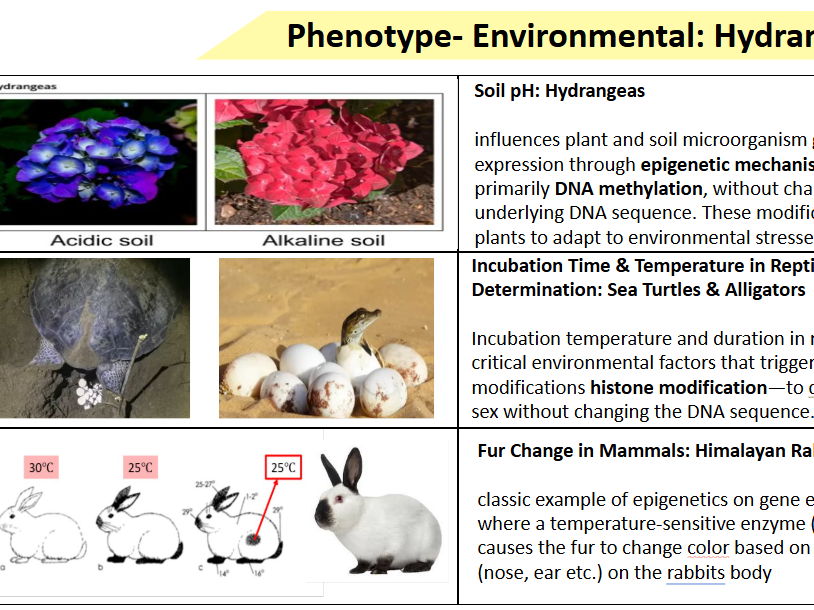 3.7 Phenotypic Variation