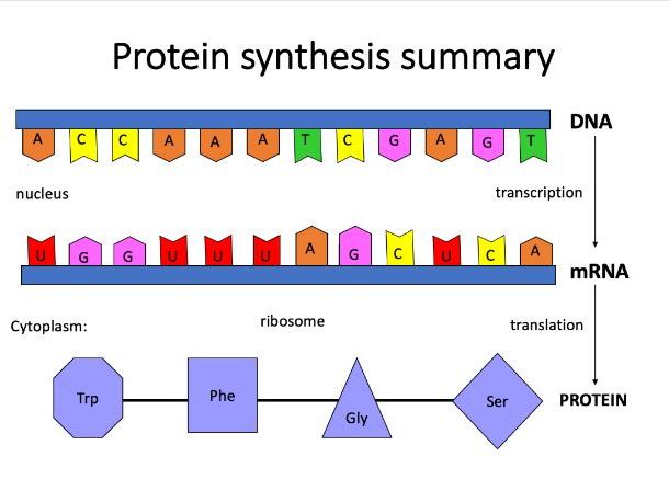 CIE A level Biology Inherited change