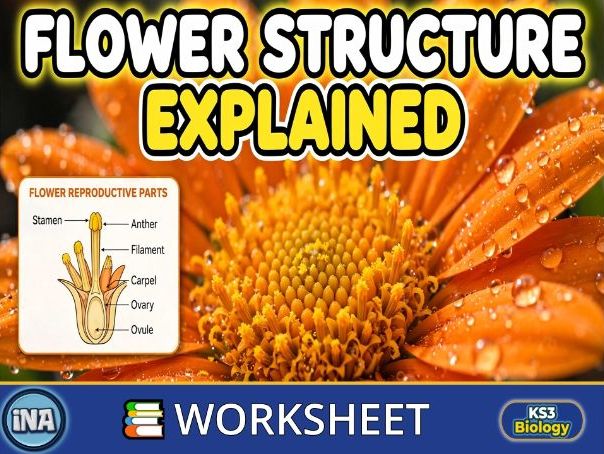 Flower Structure - KS3 Biology Worksheet