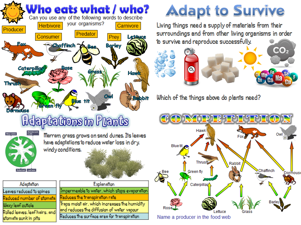 Interdependence / Ecology  bundle