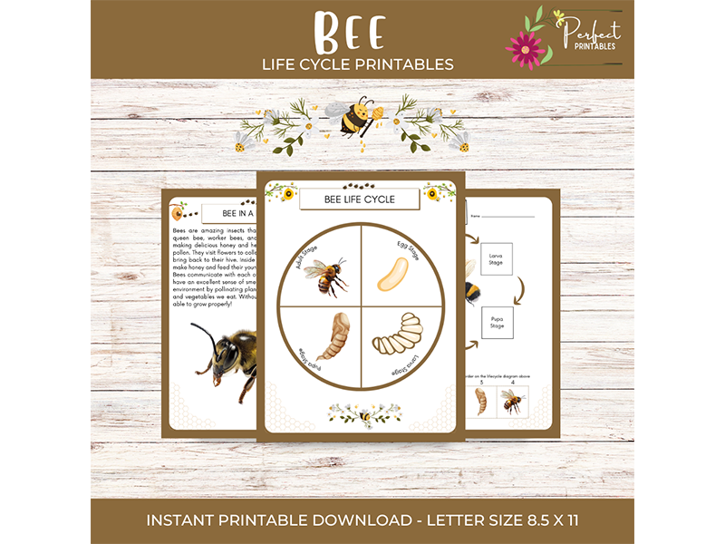 Life Cycle of a Bee, Summer Pollinator Bug Insect Science Unit Worksheet with Fun Facts!