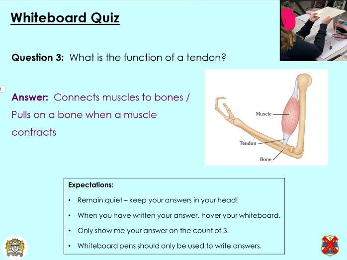 Movement: Muscles - KS3 Activate lesson