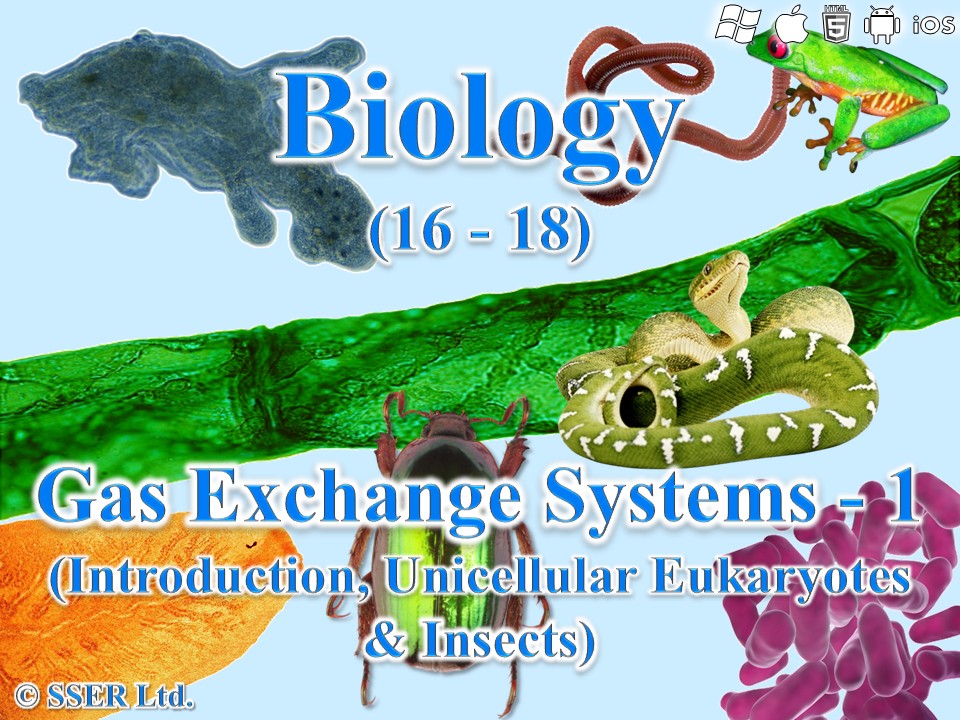 BioA_3.3.2 Gas Exchange Systems 1 - Introduction, Unicellular Eukaryotes & Insects