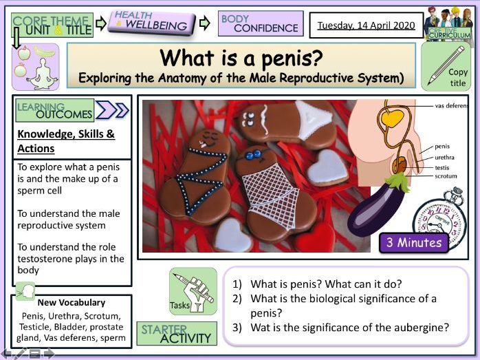 Anatomy Of The Pennis