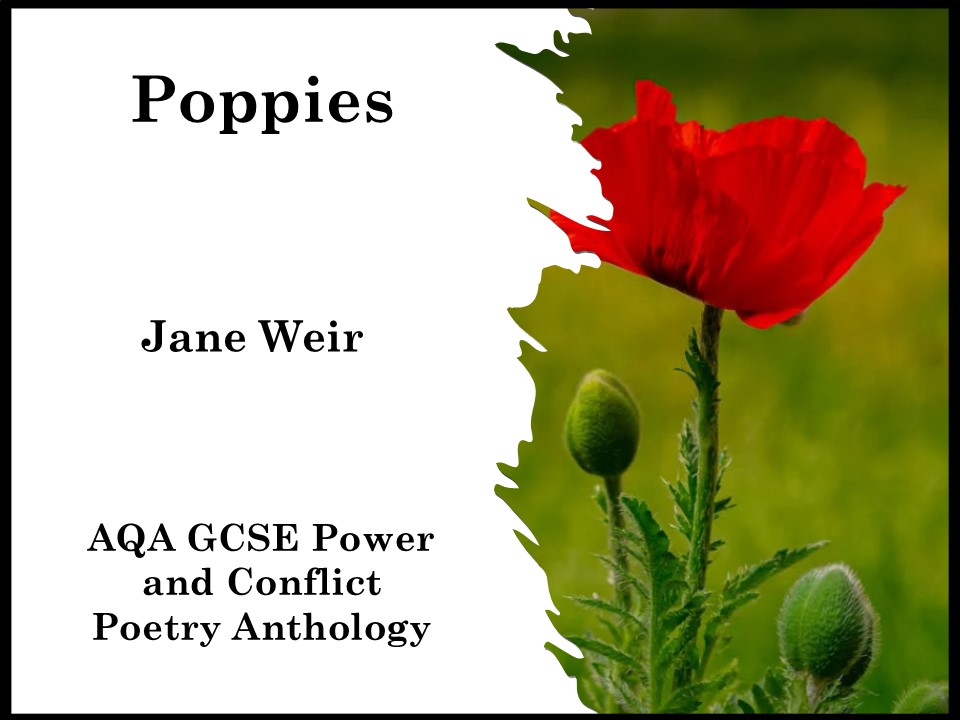 Poppies by Jane Weir