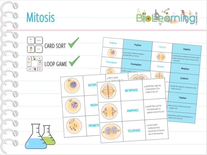 Mitosis - Card Sort and Loop Game | Teaching Resources