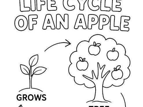 Life cycle of an apple colouring page