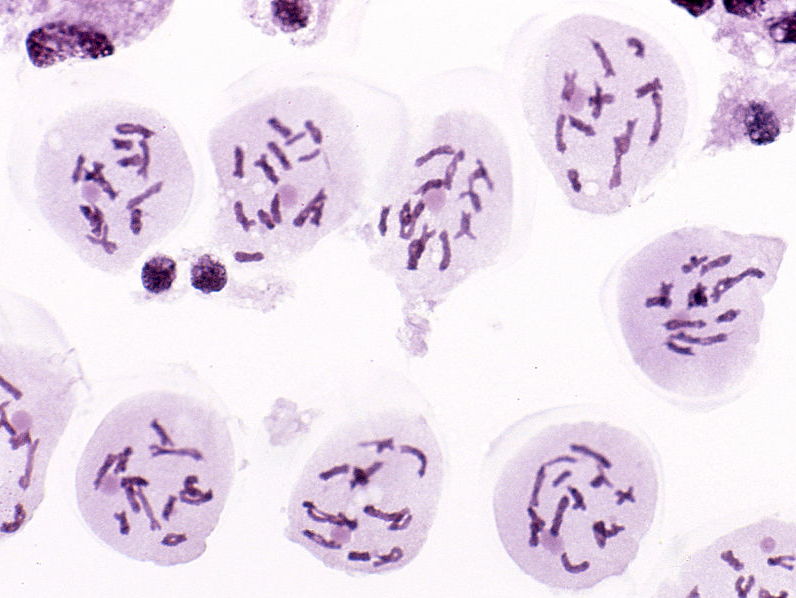 AQA AS & A-level Biology (2016 specification). Section 4 Topic 9: Genetic diversity