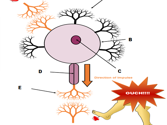 Year 1 Student Workbook - Biopsychology